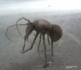 /album/fotogaleria-/hormiga-jpg/