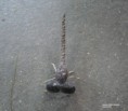 /album/fotogaleria-/libelula-jpg/